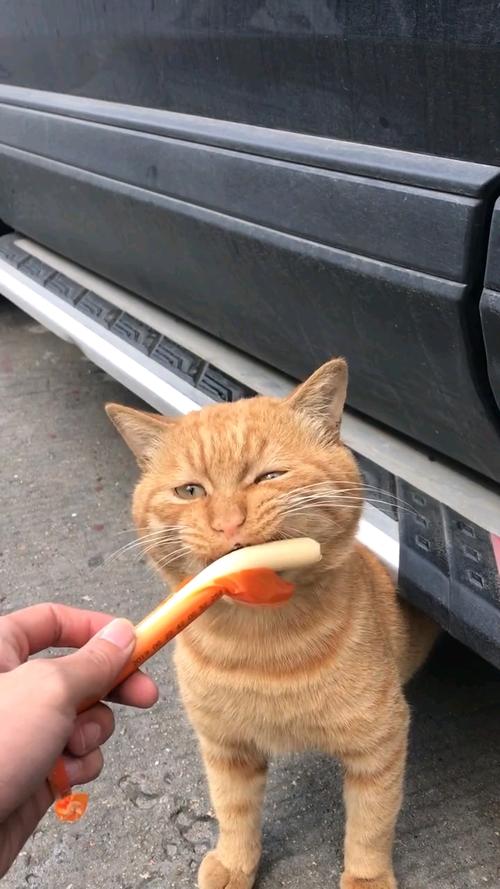 小猫能吃火腿肠吗为什么(小猫能吃火腿肠吗吗)