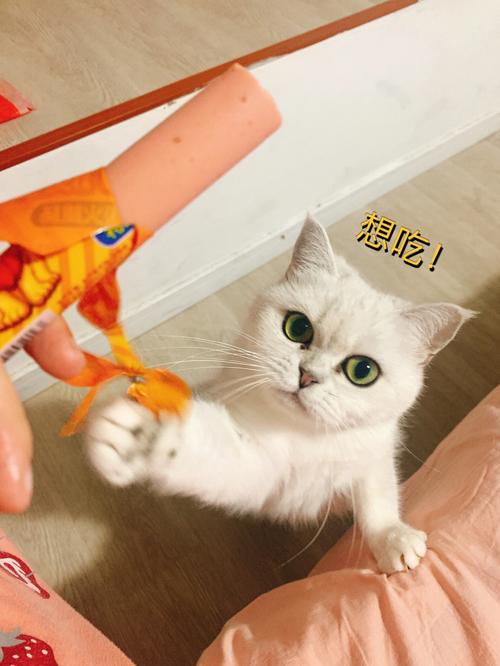小猫能吃火腿肠吗为什么(小猫能吃火腿肠吗吗)