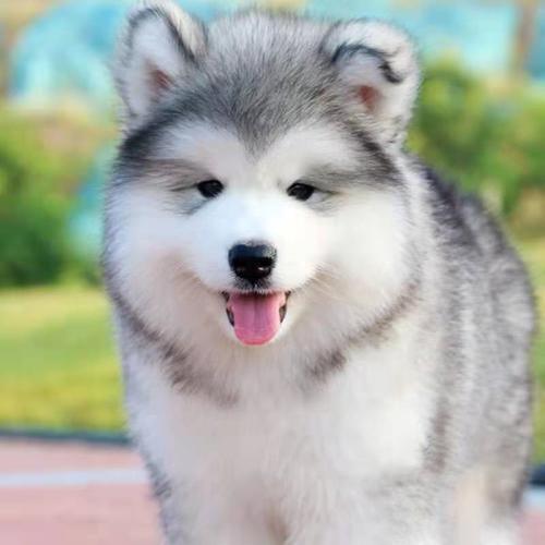 小阿拉斯加犬图片可爱头像(小阿拉斯加犬多少钱一只)
