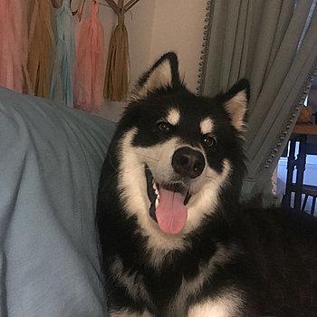 小阿拉斯加犬图片可爱头像(小阿拉斯加犬多少钱一只)