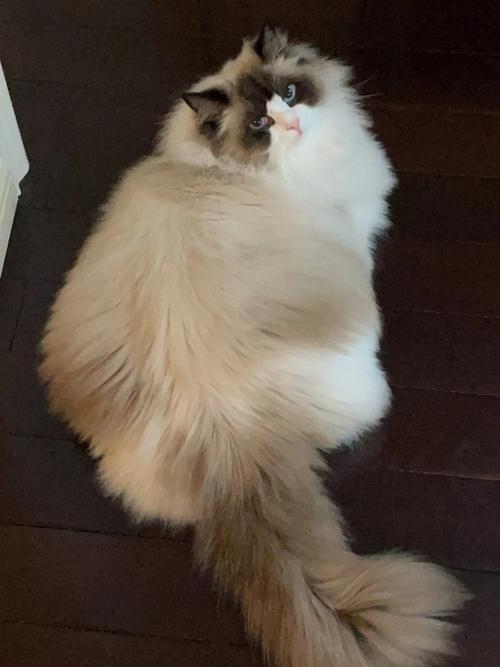 布偶猫能吃猪肉吗(猫能吃猪肉吗有什么好处)