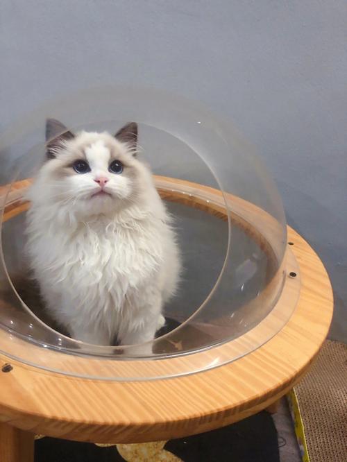 布偶猫能吃猪肉吗(猫能吃猪肉吗有什么好处)