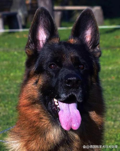德国纯种牧羊犬(纯种牧羊犬幼犬多少钱一只)