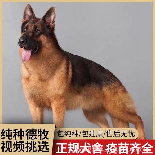 德国纯种牧羊犬(纯种牧羊犬幼犬多少钱一只)