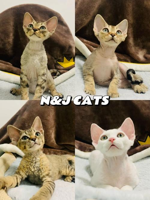 德文卷毛猫价格多少钱一只(德文卷毛猫价格多少钱一只幼崽)