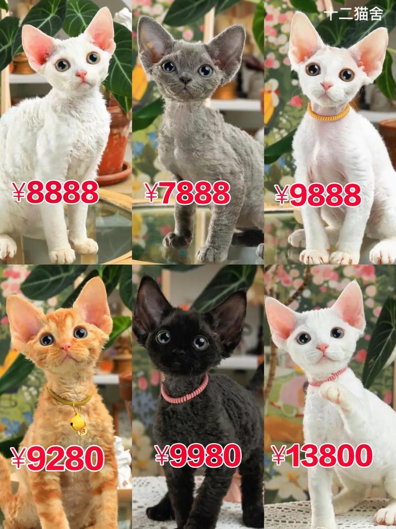 德文卷毛猫价格多少钱一只(德文卷毛猫价格多少钱一只幼崽)