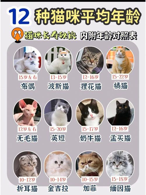 怎么判断猫的年龄美短(如何判断一只猫咪多大了)