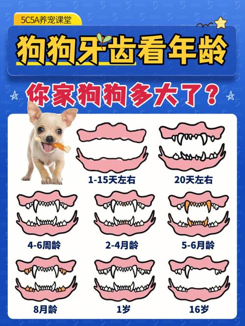 怎么看狗狗的年龄牙齿图片真实(怎么看狗狗的年龄有多大)