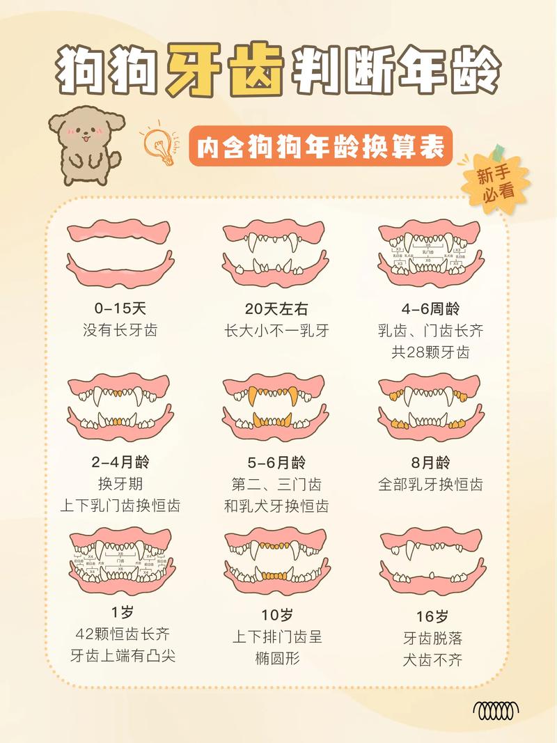 怎么看狗狗的年龄牙齿图片真实(怎么看狗狗的年龄有多大)