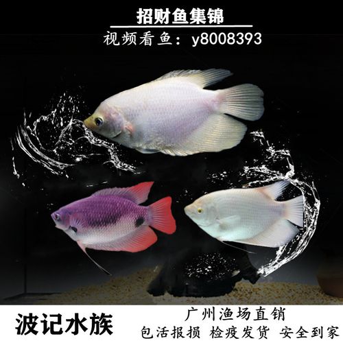 战船鱼多少钱一条(战船鱼为什么很少人养)