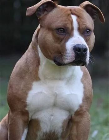 斯坦福犬好养吗(斯坦福犬是烈性犬吗)