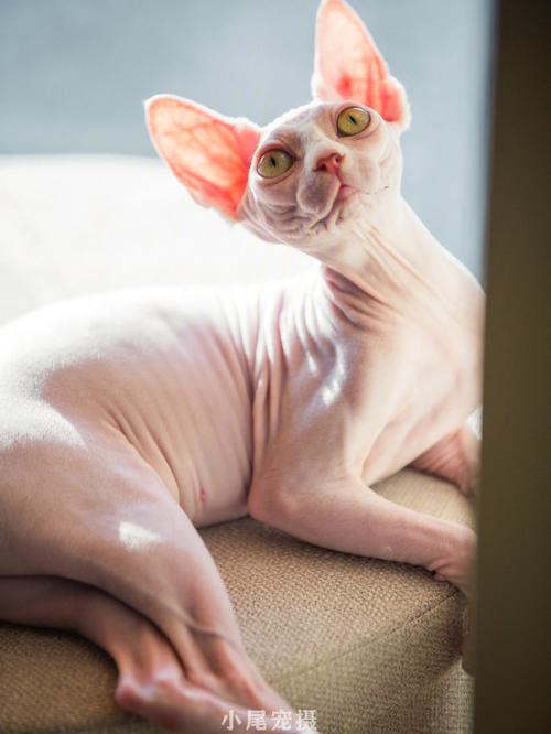 斯芬克斯猫2023年价格(无猫毛一只多少钱)