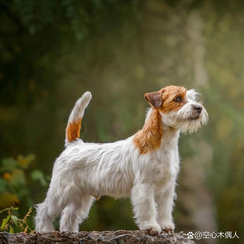 杰克罗素梗犬智商排行(杰克罗素犬多少钱)