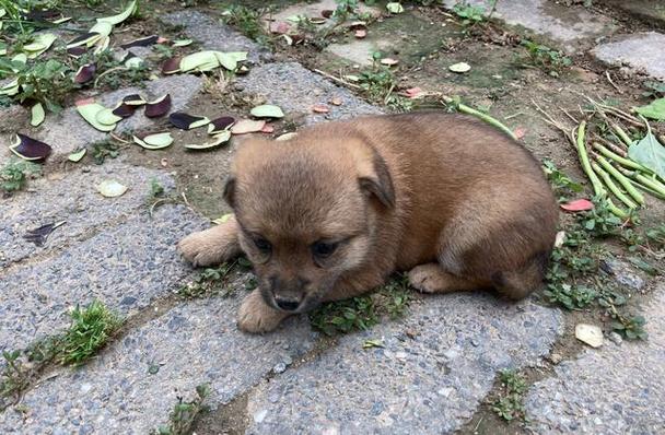 正宗田园犬多少钱一只(广西田园犬多少钱一只)