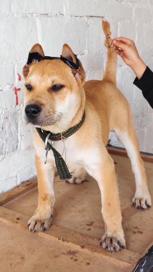 正宗田园犬多少钱一只(广西田园犬多少钱一只)