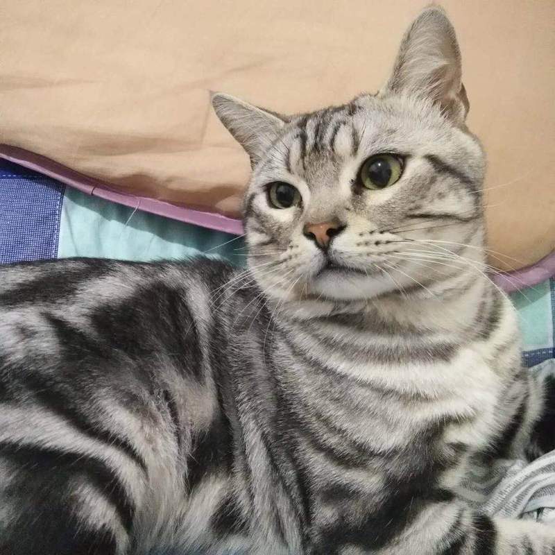 正宗虎斑猫多少钱(虎斑猫多少钱一只 纯种)