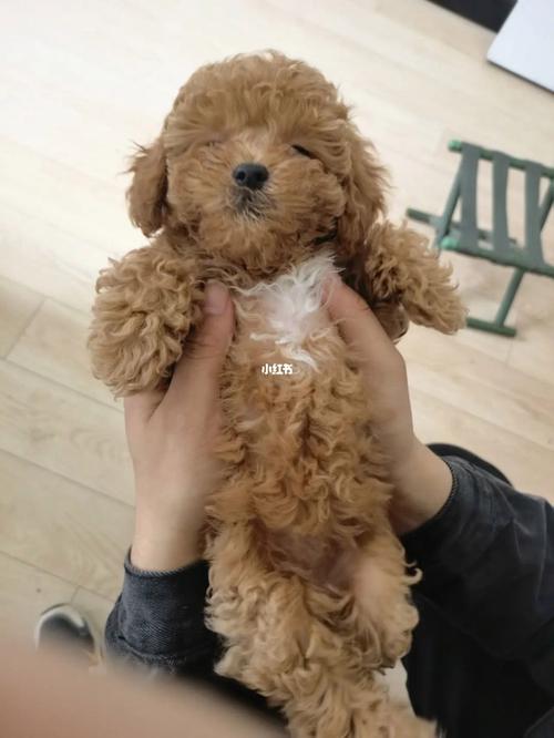 母泰迪狗叫什么名字最旺财最好听(母泰迪来月经多久能配狗)