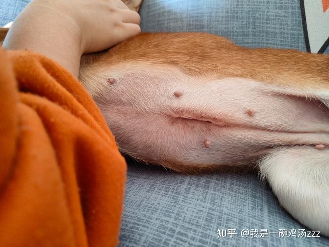 母狗绝育多少钱哈尔滨(农村土狗怎么绝育)