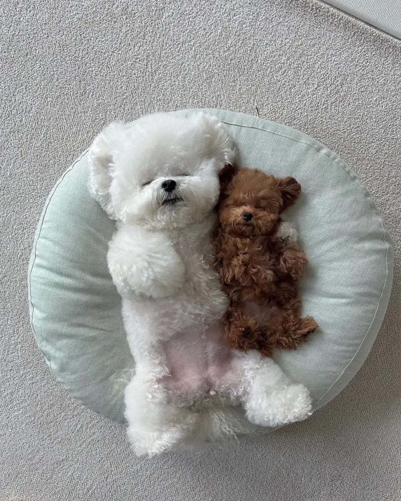 比熊犬为什么不建议养(泰迪和比熊的区别是啥)