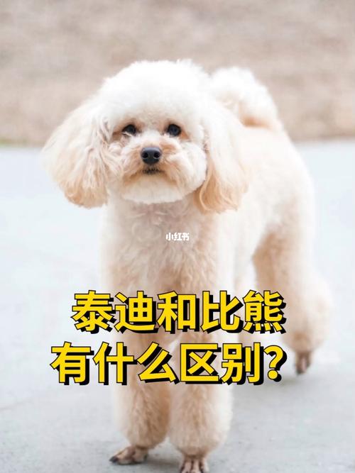 比熊犬为什么不建议养(泰迪和比熊的区别是啥)