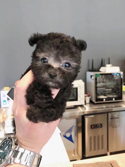 泰迪能长多大多少斤(茶杯犬泰迪能长多大)