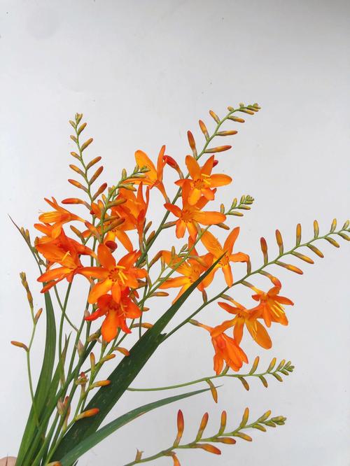 火焰兰花(火焰兰的种植方法)