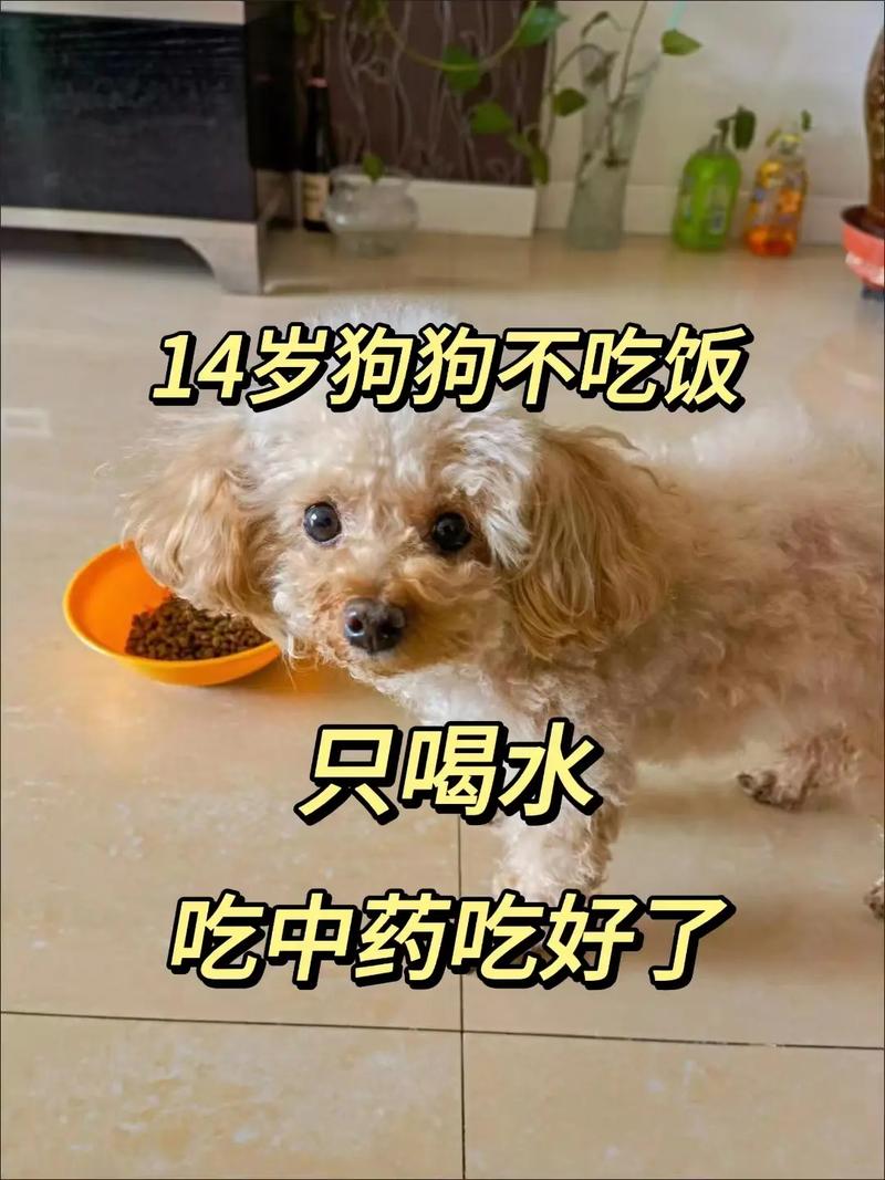 狗不吃饭光喝水是怎么回事(狗不吃饭呕吐没精神是什么原因)