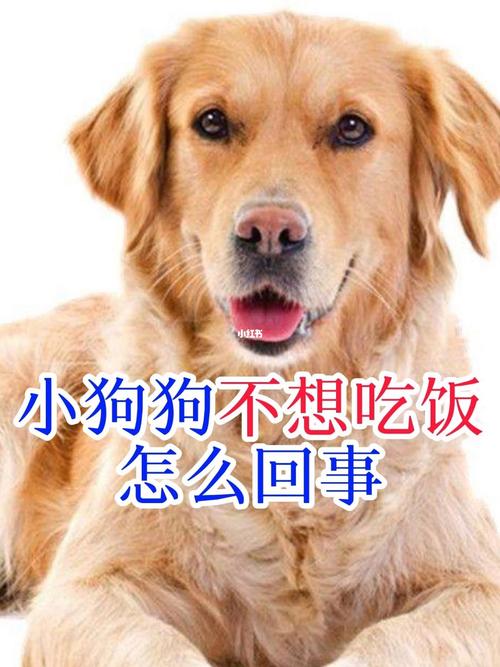 狗不吃饭怎么办(买回来的小狗不吃饭怎么办)
