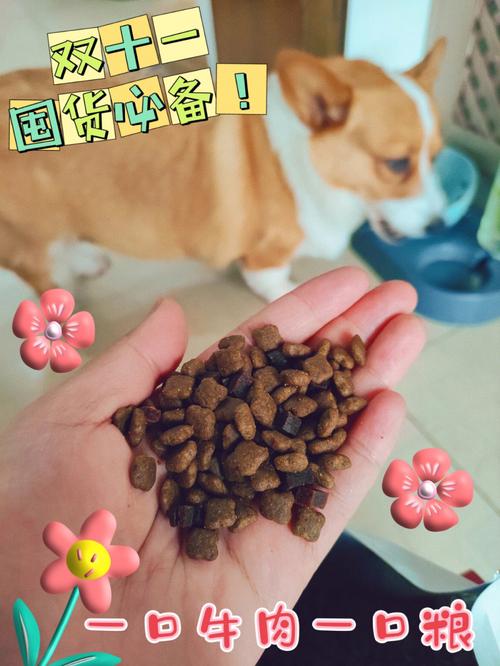 狗吃米饭和狗粮的区别(狗狗可以吃米饭吗泰迪)