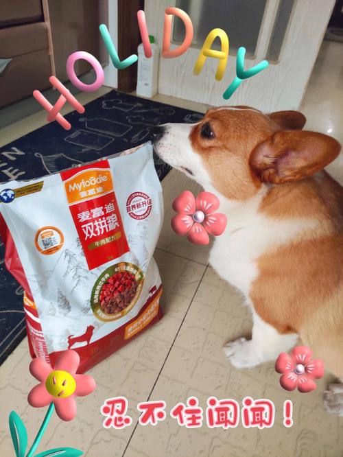 狗吃米饭和狗粮的区别(狗狗可以吃米饭吗泰迪)