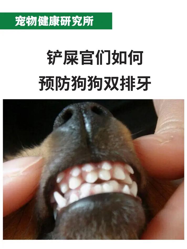 狗狗双排牙图片(狗狗双排牙怎么办图片)