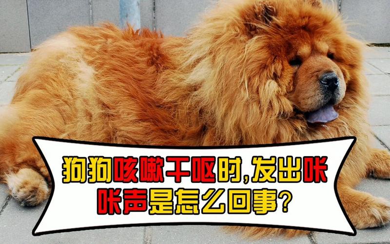 狗狗干呕发出咔咔咔的声音怎么回事(狗狗干呕伴随咔咔声)