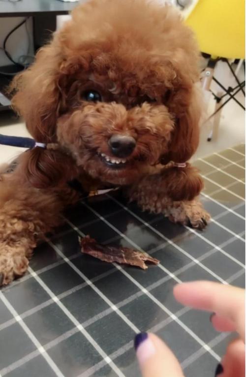 狗狗忌口的食物一览表(泰迪狗狗能吃西瓜吗)