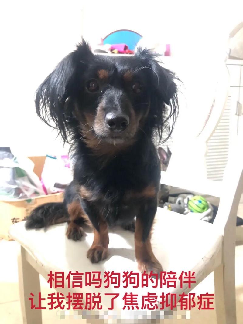 狗狗抑郁症的表现怎么治(养狗可以治疗抑郁症吗)