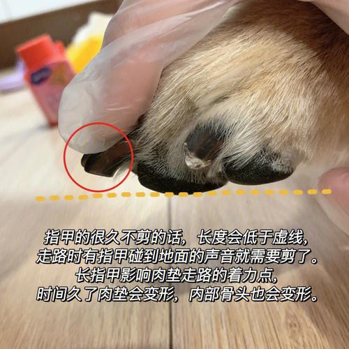 狗狗指甲怎么剪不碰到血线(狗狗指甲怎么剪图解美甲款式简单)