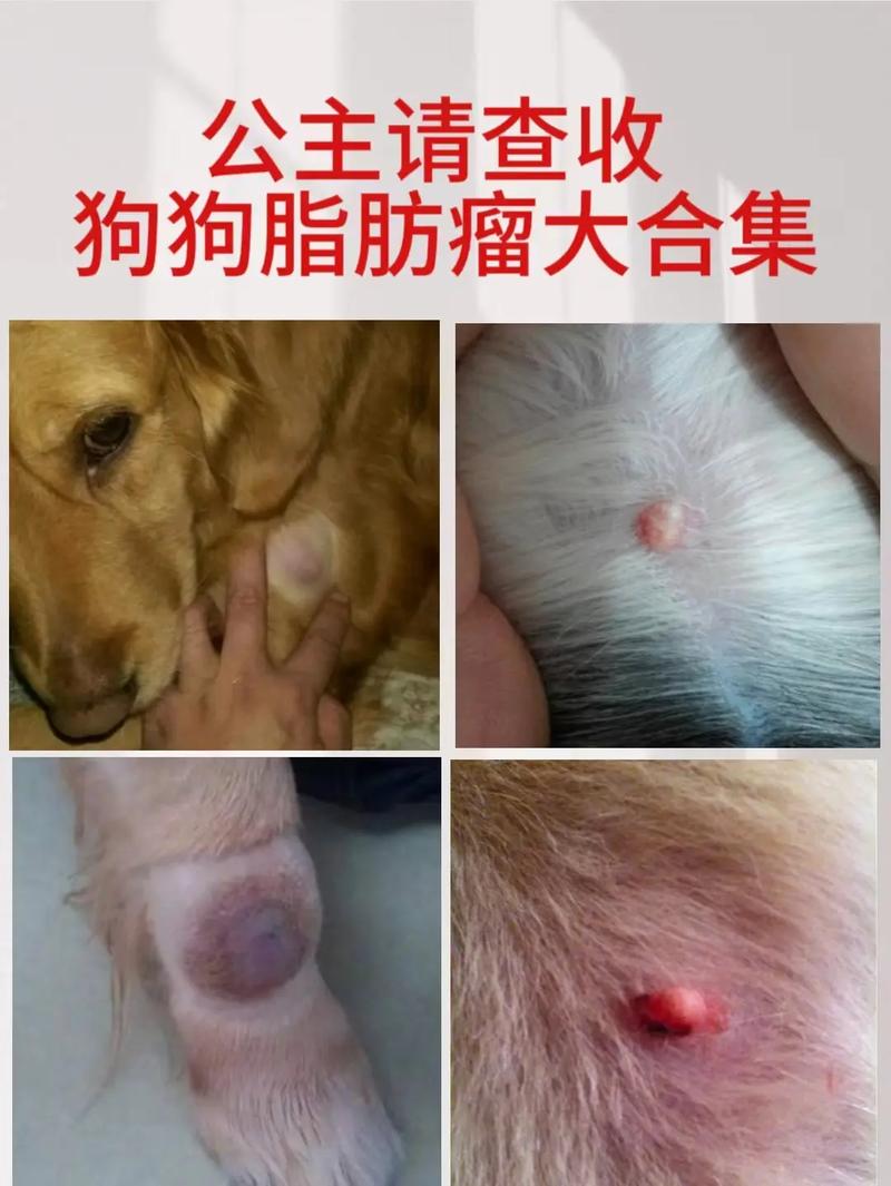 狗狗肿瘤对照表 区分(狗狗常见的8种肿瘤图片)