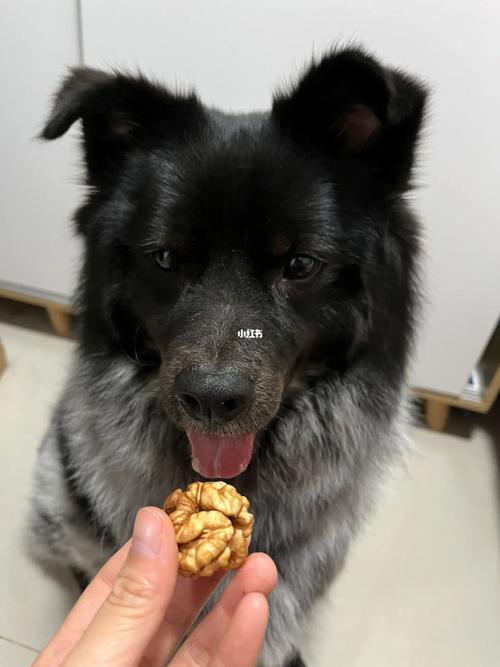 狗狗能吃花生吗生的还是熟的(狗狗能吃核桃吗)
