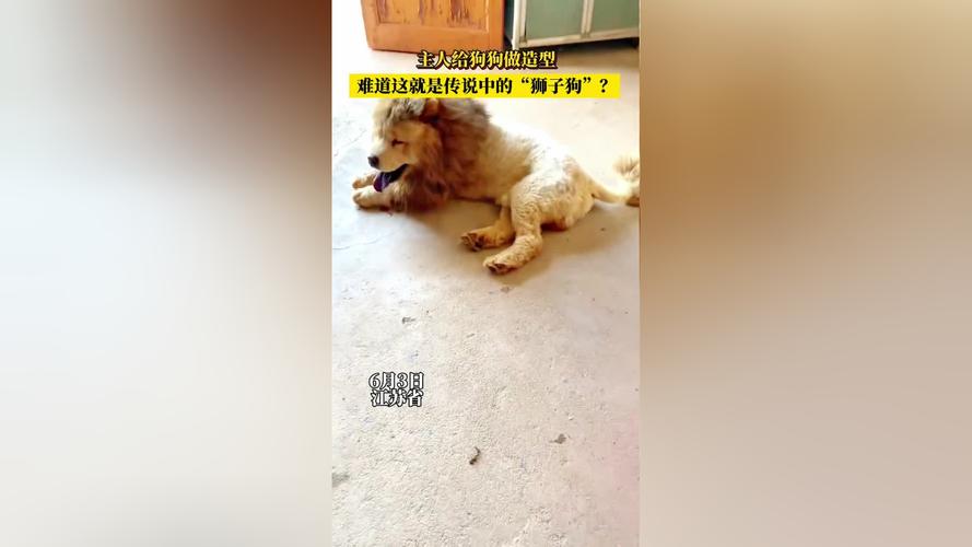 狮子狗多少钱一只 中国(狮子狗多少钱一只 白黄色)