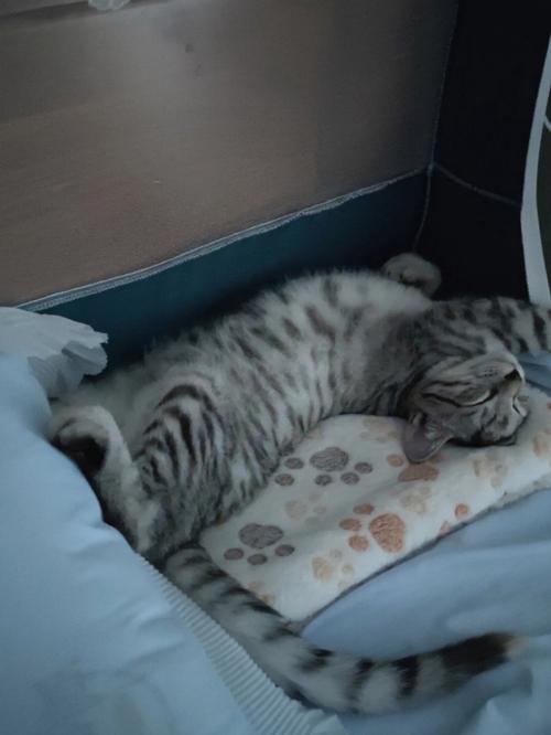 猫三联多少钱一针一共几针,间隔多久(猫三联多少钱一针是正常的价格)