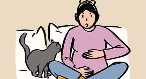 猫怀孕多久可以做B超(猫怀孕多久不能引产)