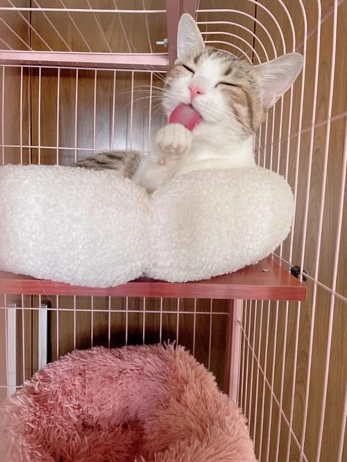 猫洗脸是什么原因(猫洗脸的视频)