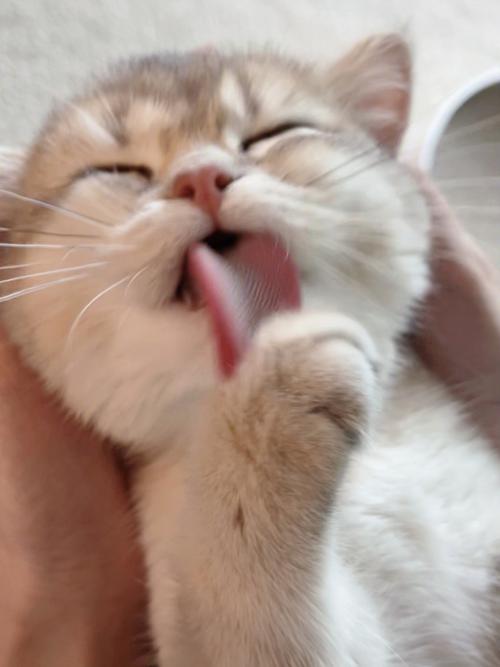 猫洗脸是什么原因(猫洗脸的视频)