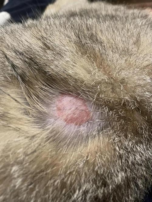 猫癣症状