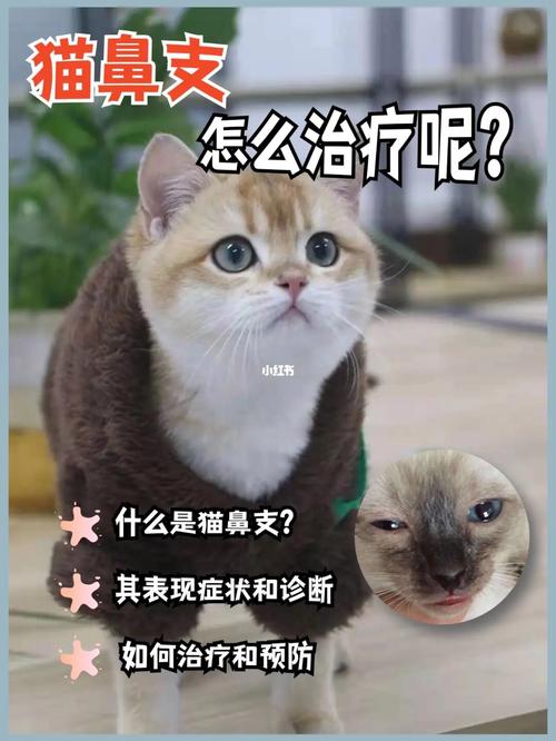 猫鼻支的症状和治疗方法(猫鼻支的症状图片)