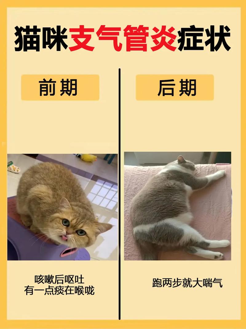 猫鼻支的症状和治疗方法(猫鼻支的症状图片)