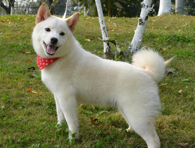 白色柴犬小时候长什么样子(白色柴犬为什么不好)