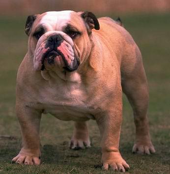 短毛中型犬有哪些(中型犬有哪些品种)