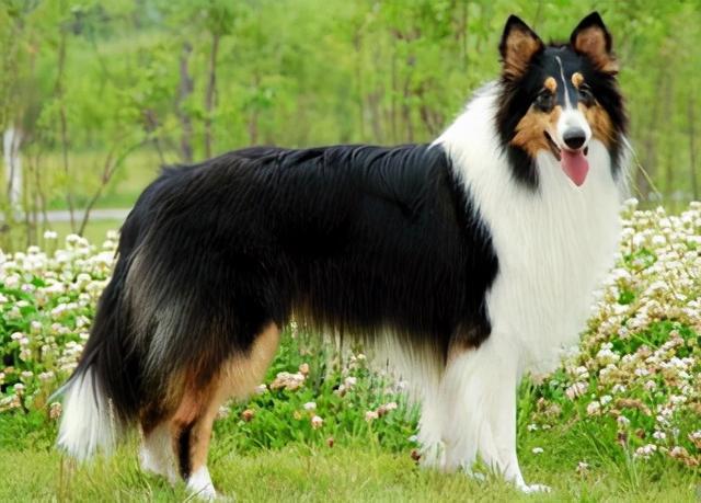 短毛中型犬有哪些(中型犬有哪些品种)