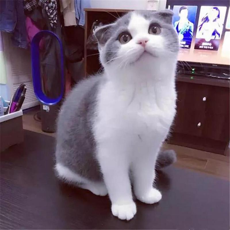 短毛猫品种及图片价格(短毛猫品种及图片呆)