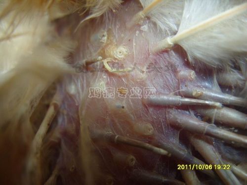 羽虱去除的简单方法(羽虱图片)
